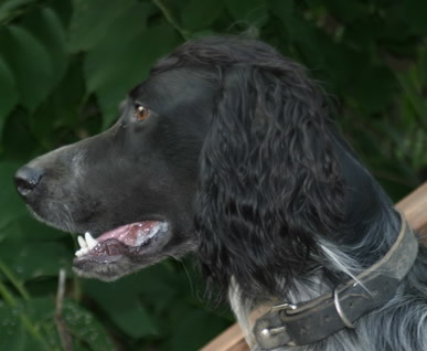 Laurel Mt. Llewellin's Magnificent Boone